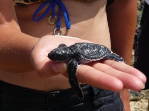 Injured sea turtle baby :-(