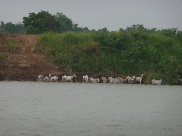 Shepherding on the Mekong