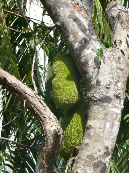 Jackfruit on the canal orchards