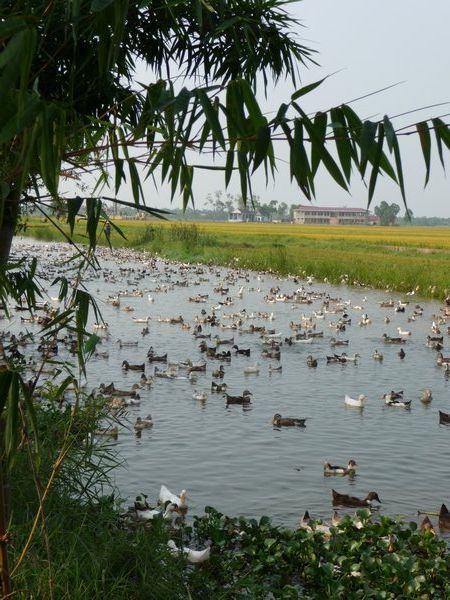 Hue countryside - a few ducks