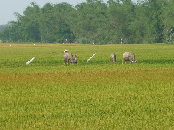 Hue countryside  - working the fields