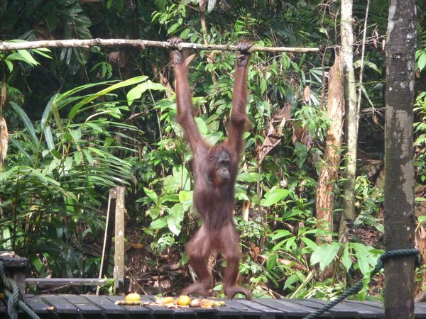 Orangutans at Semanggoh. My, what long arms you have