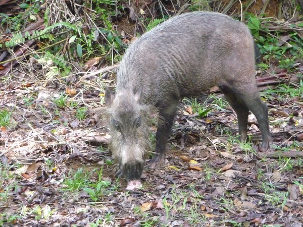 Piggie, Bako National Park
