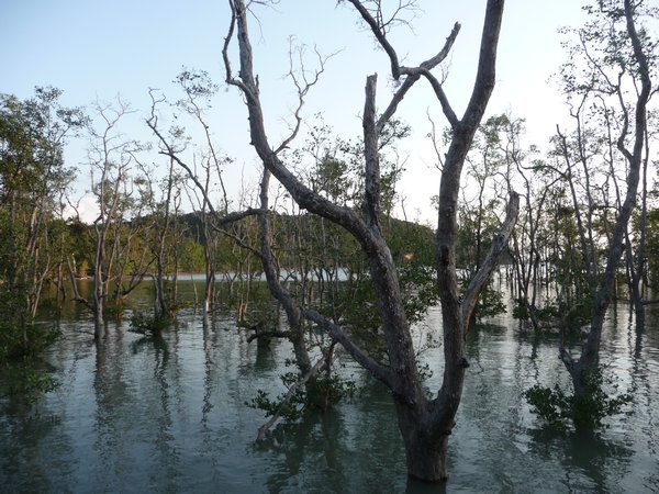 Mangroves, Bako NP