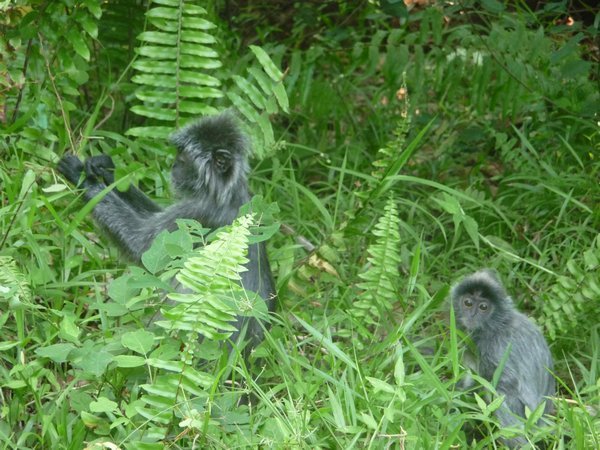 Silver leaf monkeys - cute ones!