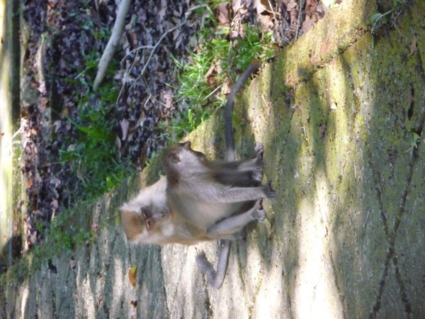 Macaques - always up to monkey business
