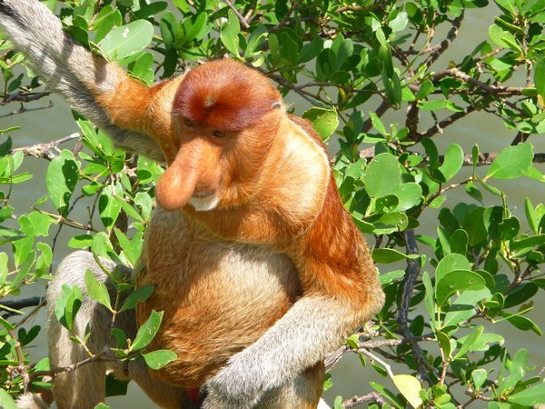 The rare proboscis monkey - yes, it is rude to laugh!
