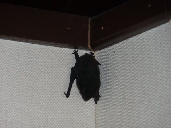 My museum friend, the bat