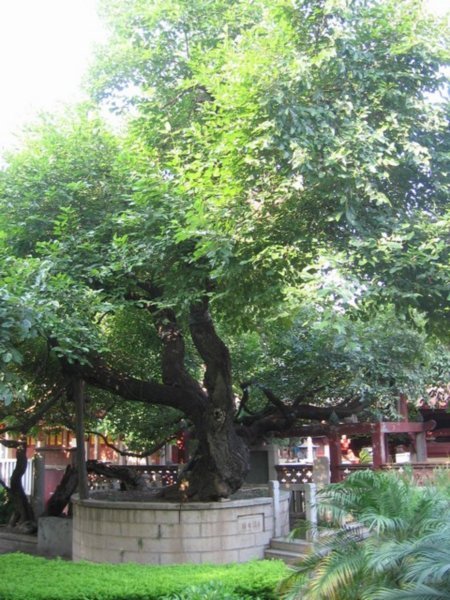 Dit is hem dan, de bewuste boom die 1300 jaar geleden getooid werd met een lotusbloem!