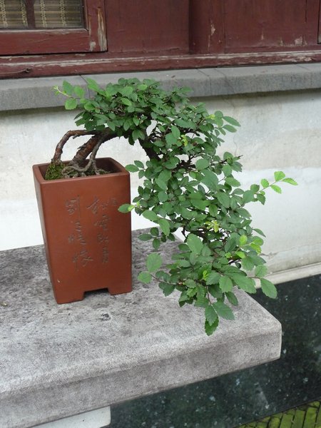 Een vermoeide bonsai.