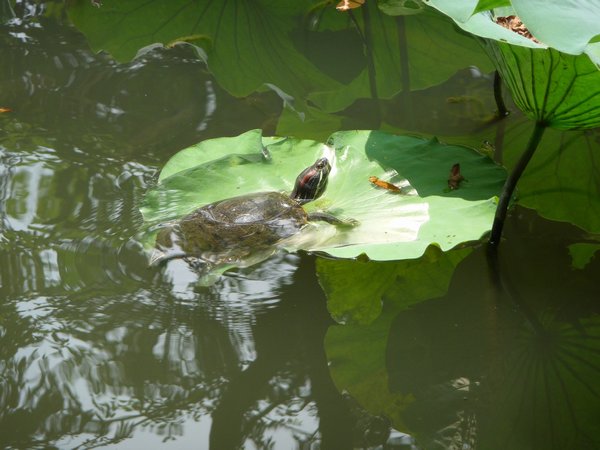 Een watertschildpad rust even uit op een lotusblad.