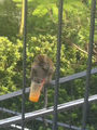 Monkey on Penang Hill