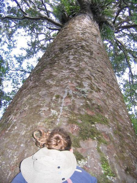 Abby and the Giant Kauri