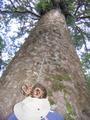 Abby and the Giant Kauri