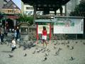 Feeding the pigeons at the Shrine