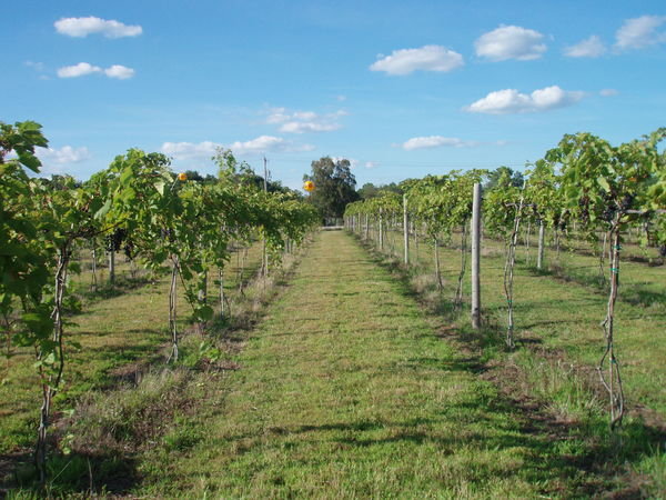 A walk in the vines