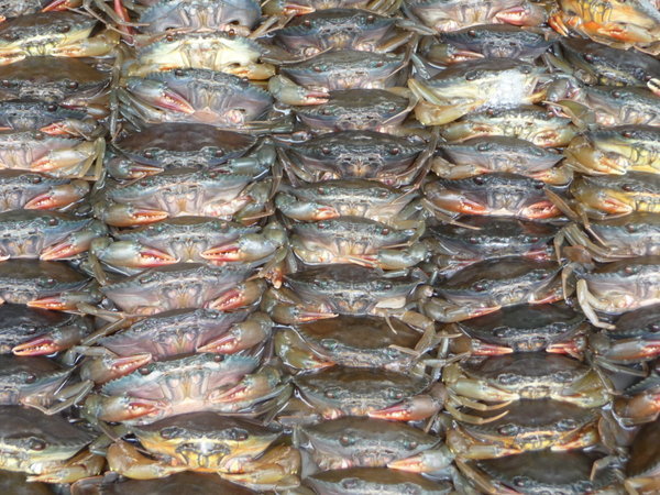 Crabs in Central HCM market
