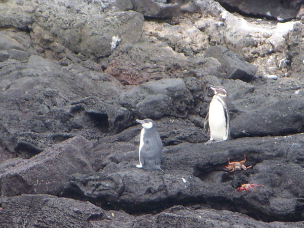 Penguins.