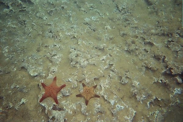 Star fish.