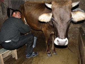 Milking the cow
