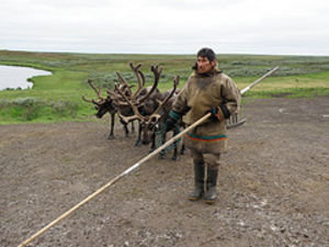 leading reindeer