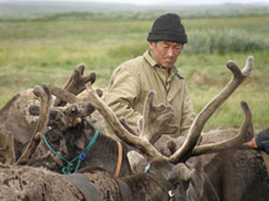 Lassooing reindeer 3