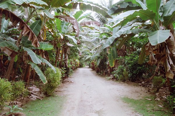 A road on Yap island