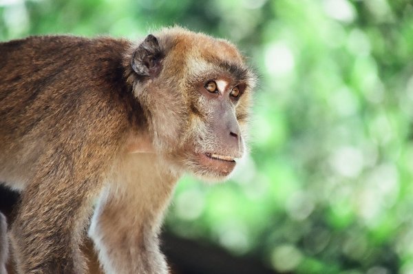 Monkey near Lake Sebu