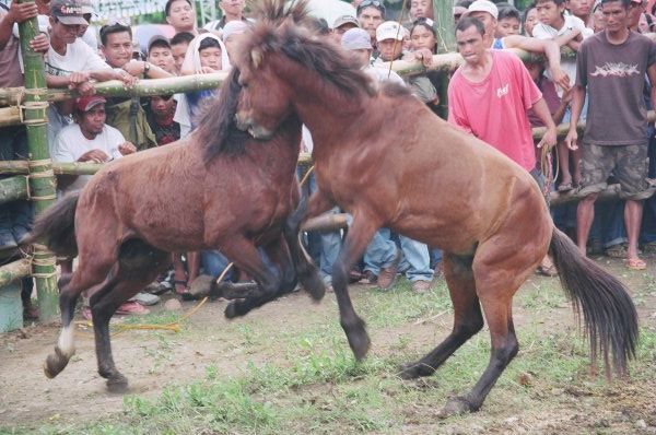 Horse fighting 2