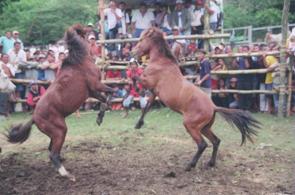 Horse fighting 4