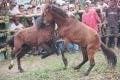 Horse fighting 2