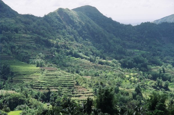 Rice terraces near Uminggan