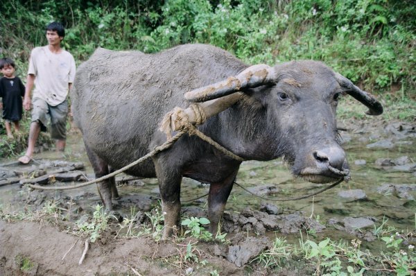 Water buffalo plough
