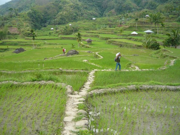 Lubo rice terraces