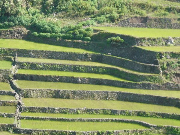 Rice terraces on the way from Bontoc to Tabuk