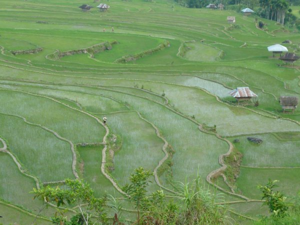 Lubo rice terraces