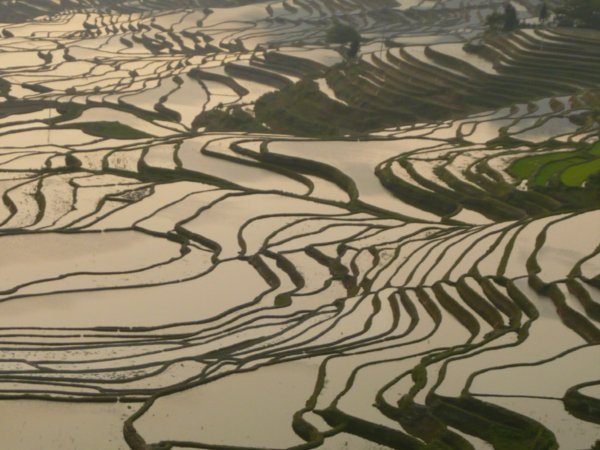 Yuanyang's rice terraces before the sun comes up