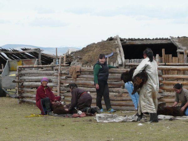Sheep shearing in a village on the way to Tsagaannuur