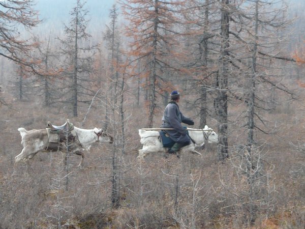 Dukha man riding reindeer