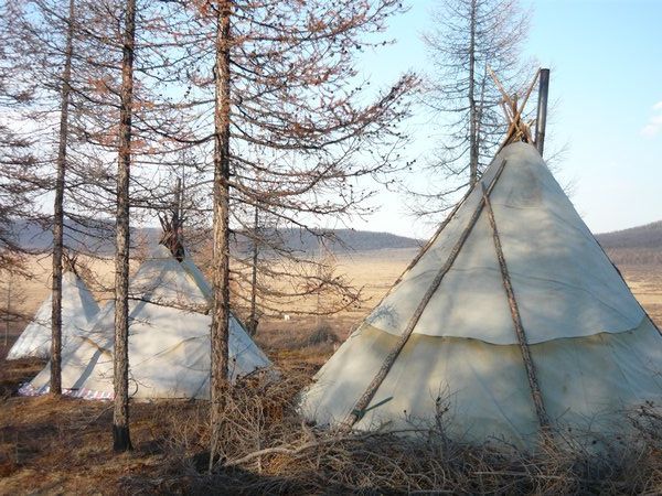 Dukha tents