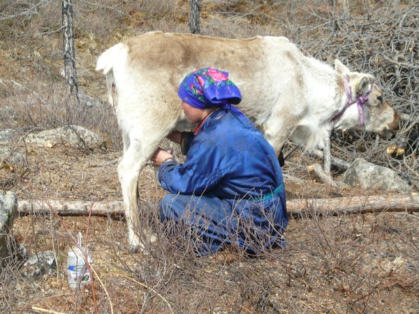 Dukha lady milking reindeer