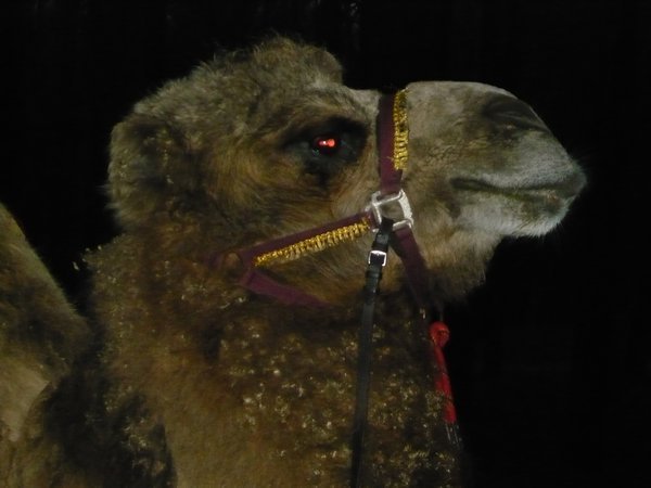 World's most evil camel