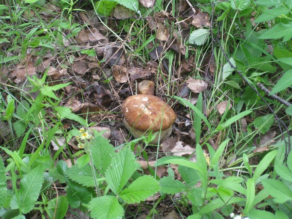 er... a mushroom