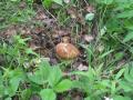 er... a mushroom