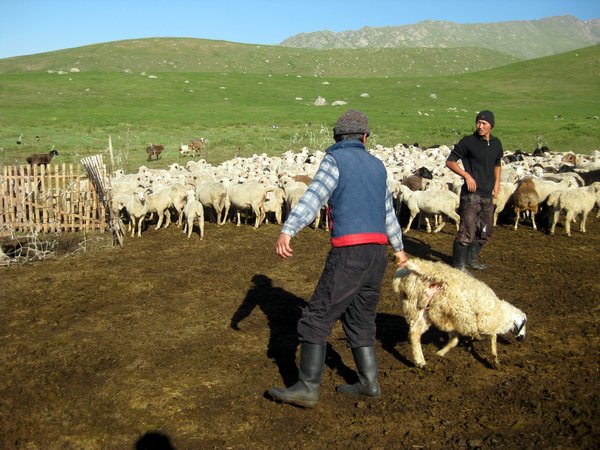 Arnel and Roma separating Kyrgyz sheep from Russian ones, Suusamyr