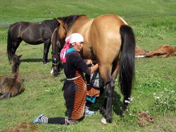 Erkegul milking a horse, Suusamyr