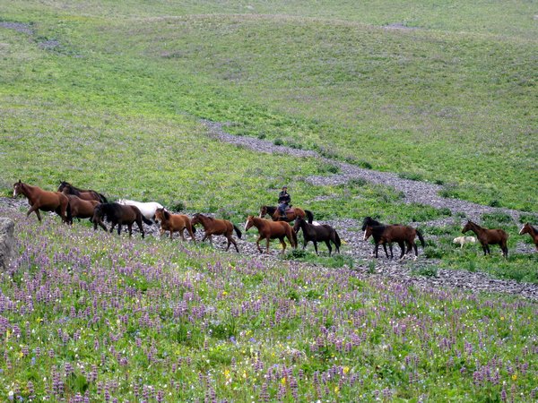 Soltobek driving horses in the mountains, Suusamyr