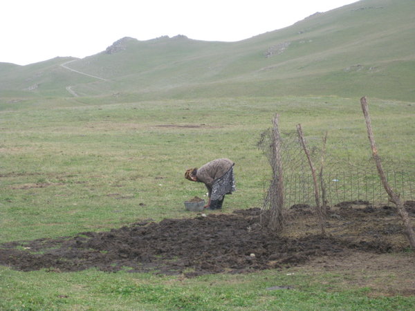 Mars mum collecting sheep dung for fuel, Song Kul