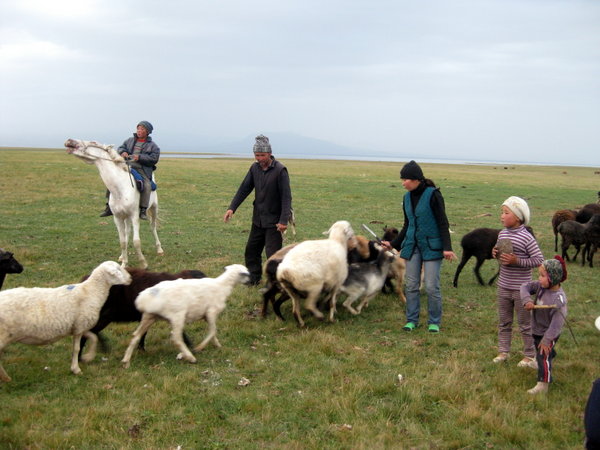 Tinchtekbek's family counting sheep in the evening, Song Kul