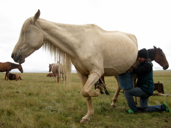 Tinchtekbek's daughter milking a horse, Song Kul